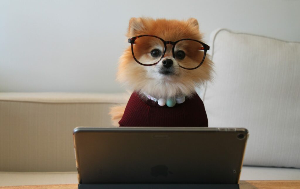 Süsser Hund sitzt vor Laptop