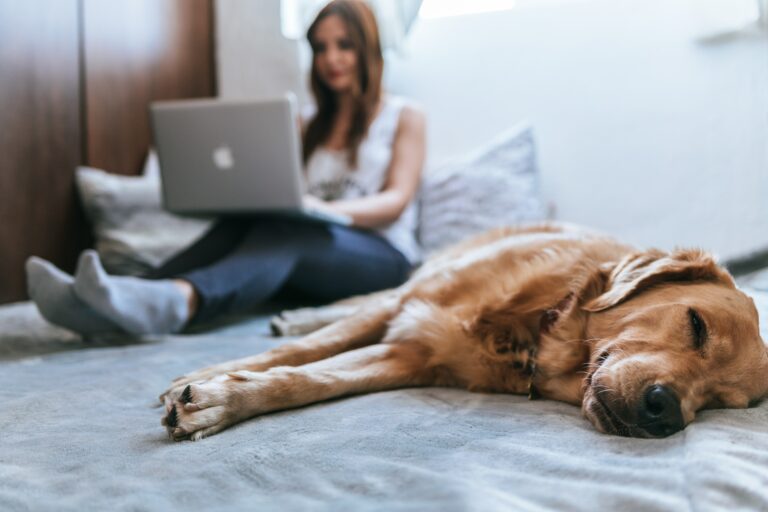 Hund liegt auf Bett daneben eine Frau mit Laptop Contentplanung